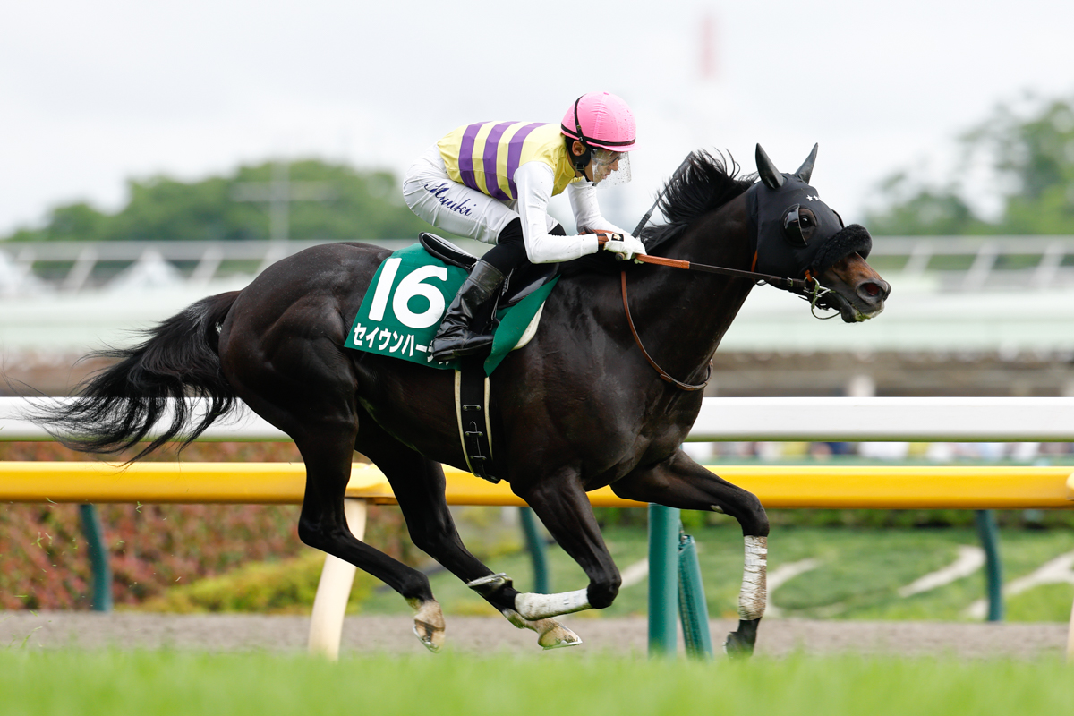 右前浅屈腱炎のため1年5カ月の休養を余儀なくされたセイウンハーデスが復帰3戦目で完調宣言