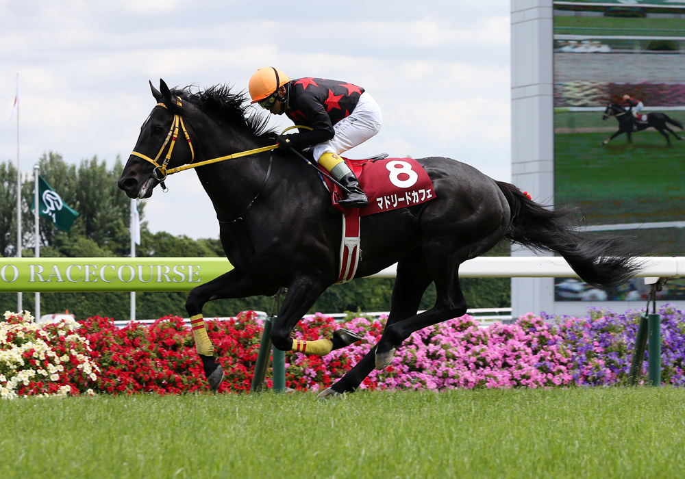 終始危なげない飛越を見せたマドリードカフェ号が京都ハイジャンプで重賞初制覇