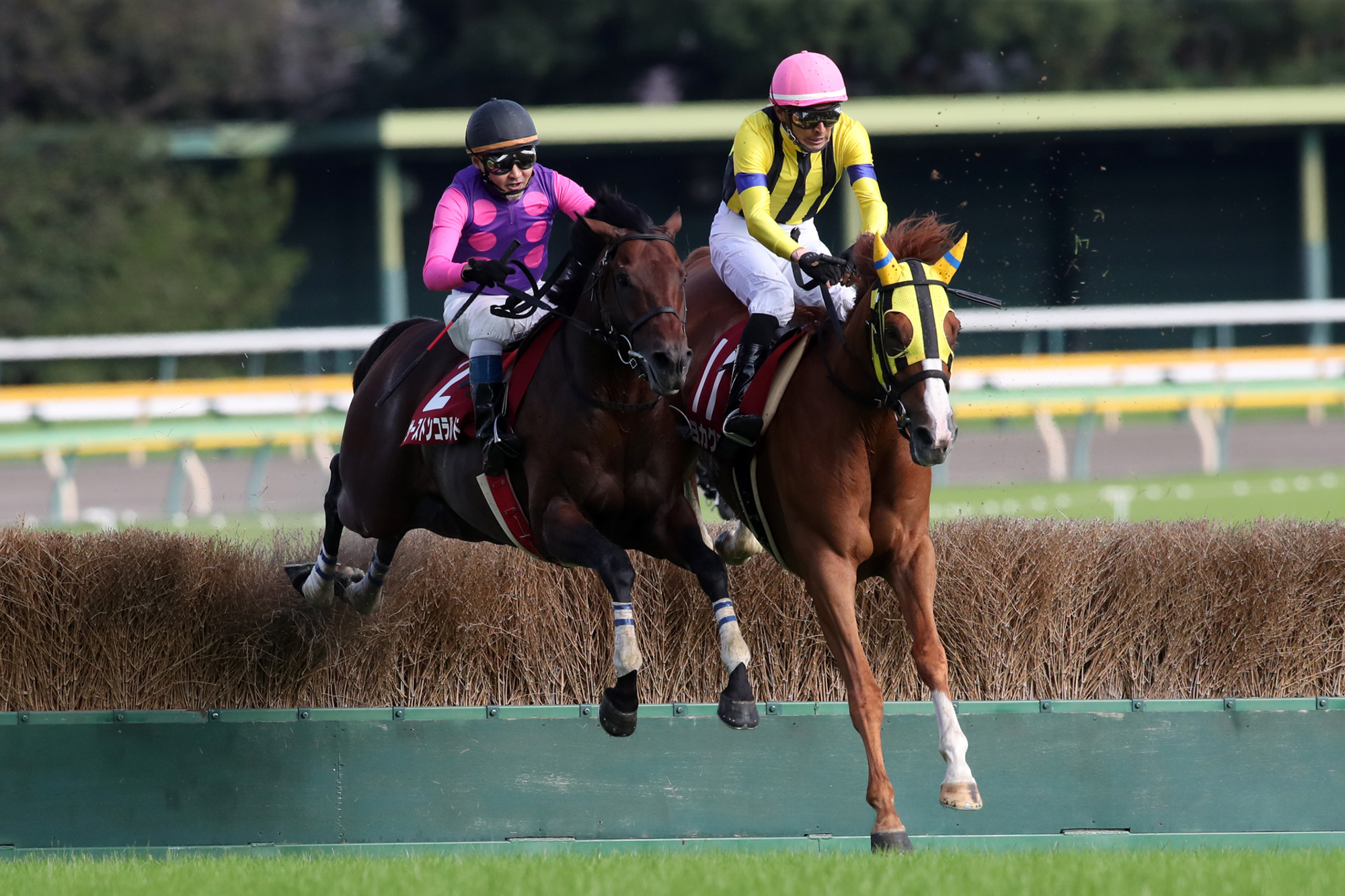 4番手を進み、最終障害で先頭争いに加わるサーストンコラルド(帽色・黒)