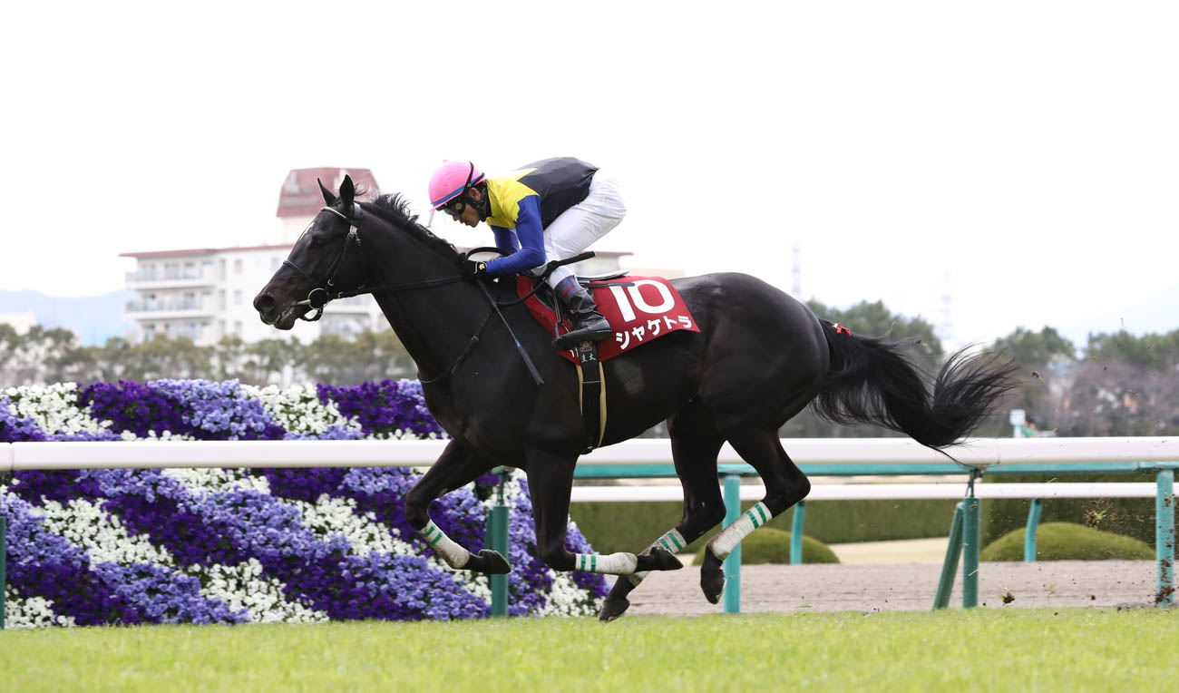 ２着カフジプリンスに５馬身の差をつけて勝利したシャケトラ