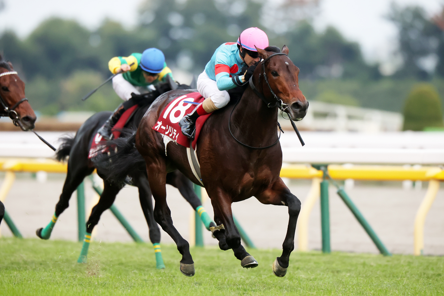 左第１指骨剥離骨折で日本ダービー出走はかなわなかったが、復帰初戦を白星で飾ったオーソリティ