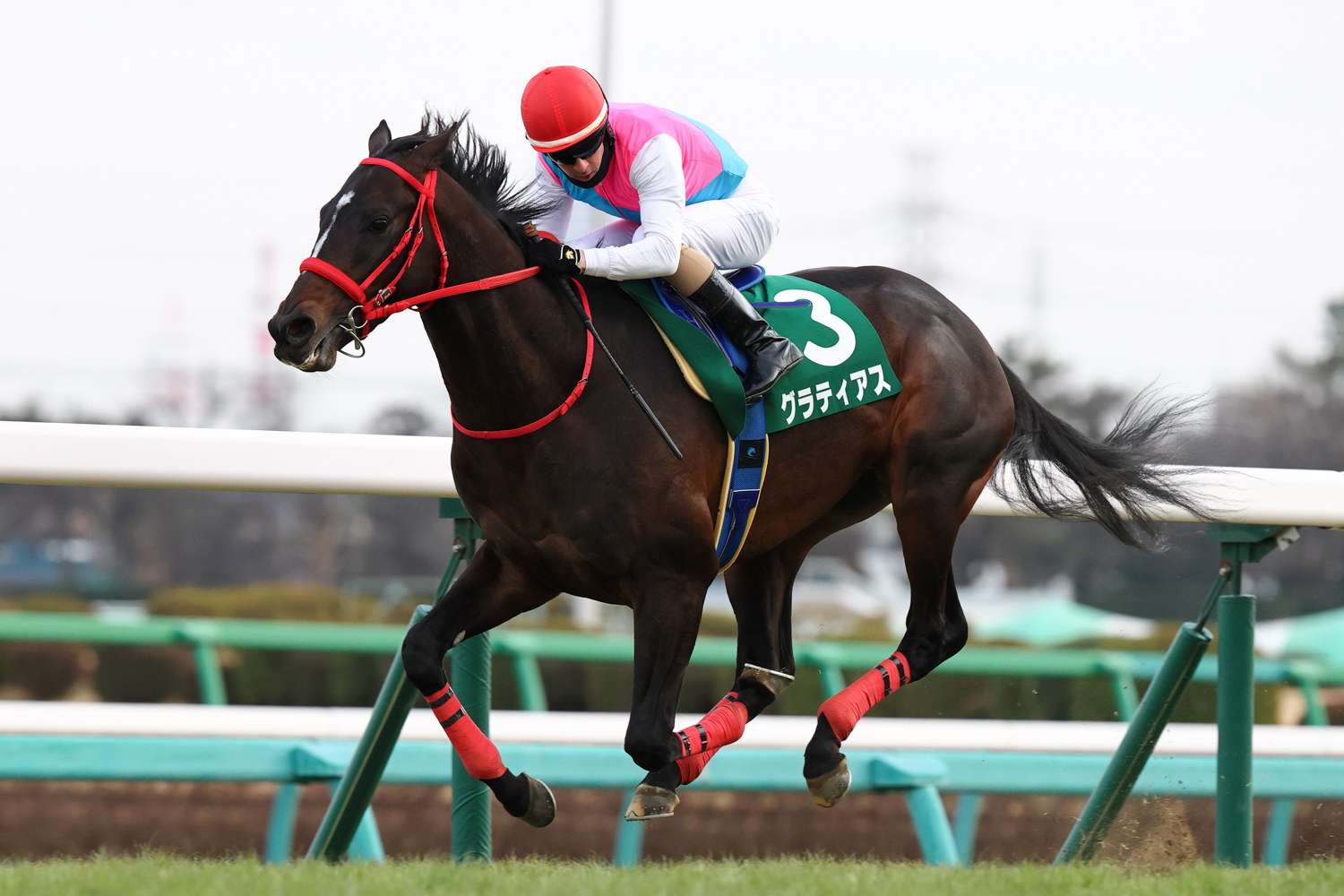 新馬 重賞を連勝 クラシック有力候補に名乗りを上げたグラティアス 第61回京成杯 一般社団法人 東京馬主協会