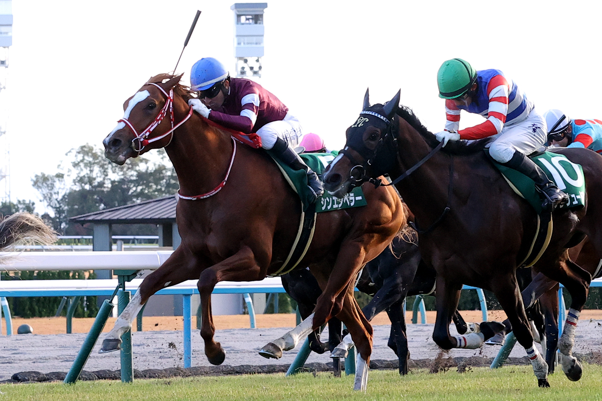 姉シスターチャーリーはＢCフィリー＆メアターフ勝ち馬、兄ソットサスは凱旋門賞馬。弟にも大きな期待がかかる