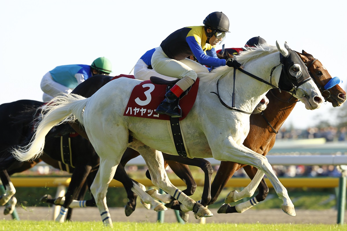 直線、坂を上がってからも続いた競り合いを、ハヤヤッコが制した