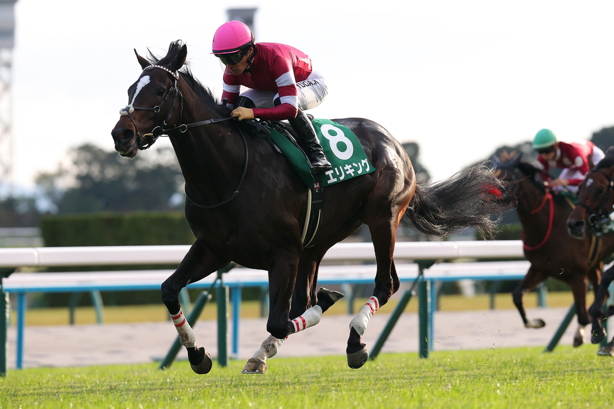 父はキズナ、母はBRCクイーンズランドオークス(豪G1)勝ち馬ヤングスター。クラシックが非常に楽しみだ