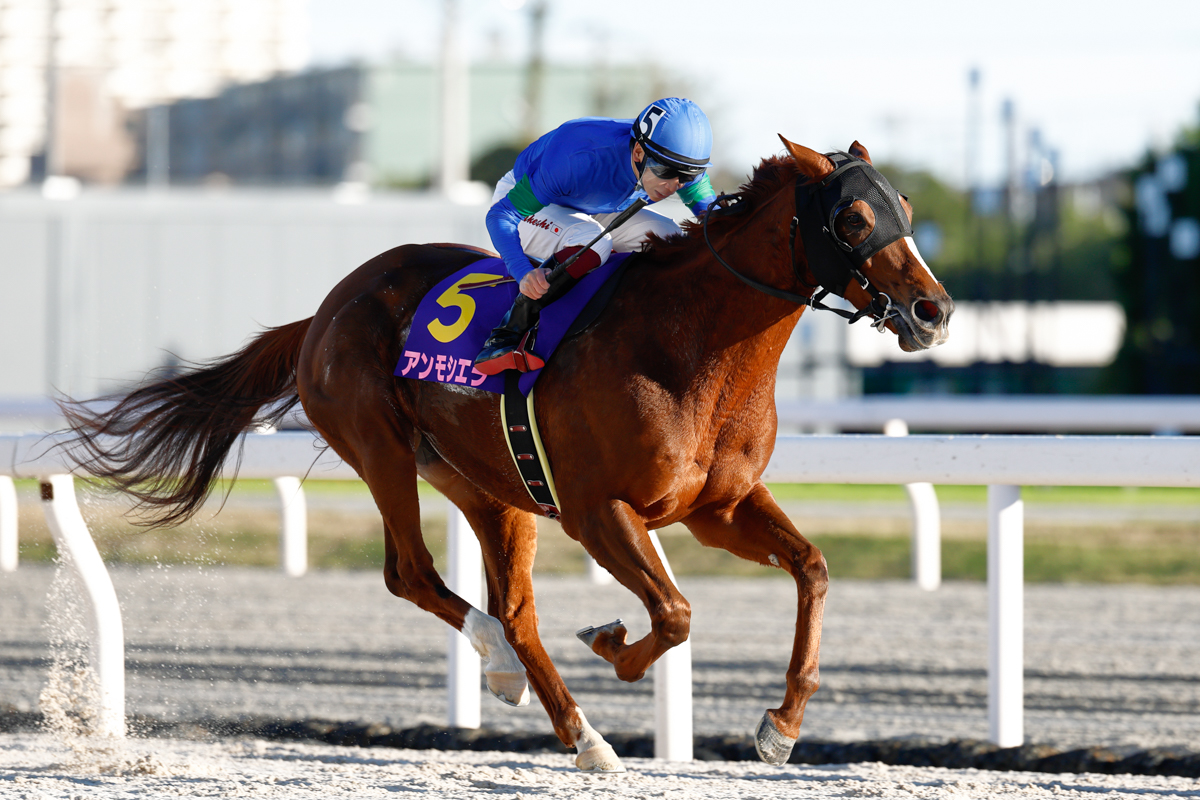 久々に先手を奪ったアンモシエラがテンカジョウに２馬身半差を付け、１年ぶりの勝利を手中に収めた
