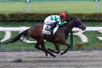 セギレエルビエント