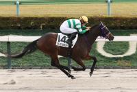 セギレエルビエント