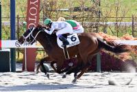 シュネルアンジュ