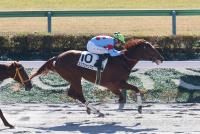 エジプシャンマウ