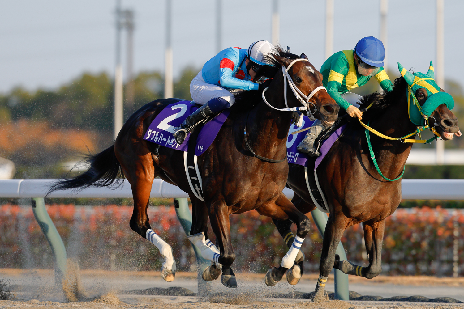 ウィルソンテソーロとの激しい競り合いをハナ差抑えて、ダブルハートボンドが牝馬２頭目のチャンピオンズC制覇