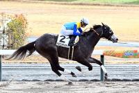 ドラゴンテイラー