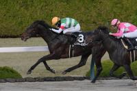 ロックターミガン