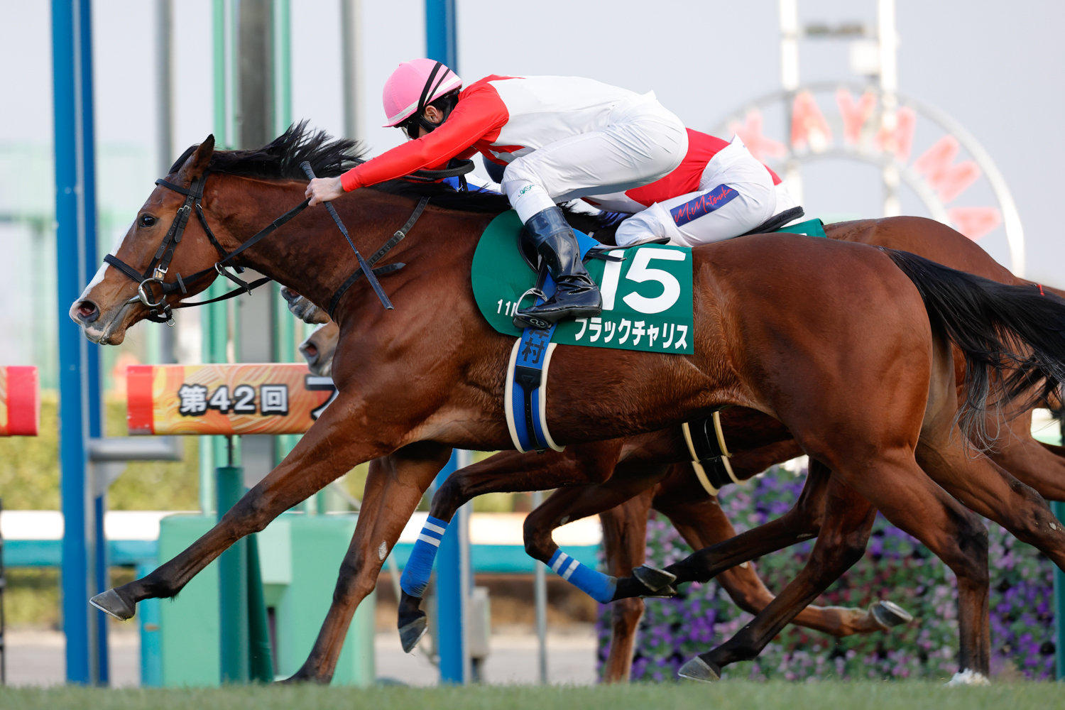 ビッグカレンルーフ、レオアジャイルとの接戦を、クビ差制したブラックチャリス