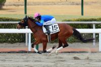 キャットテイル