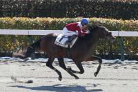 ステラデルークス