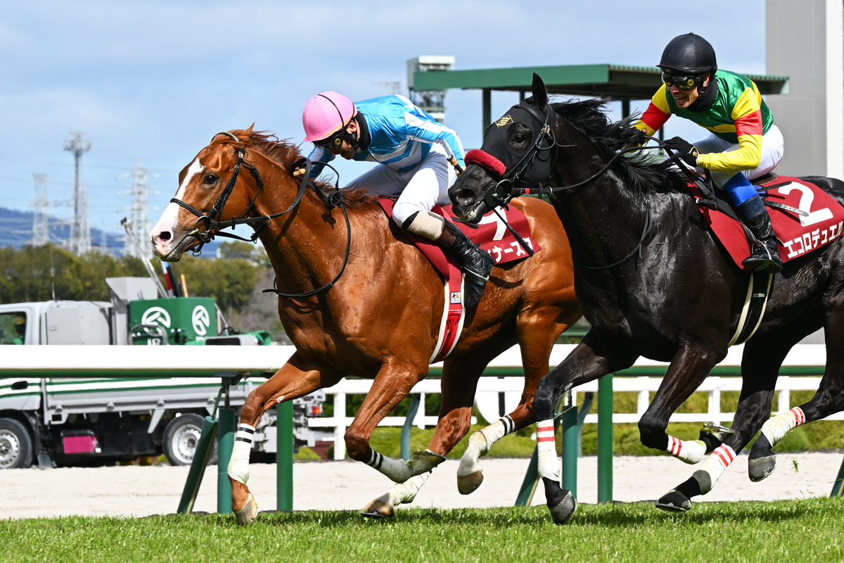 豊かなスタミナに巧みな飛越。障害レース連対率100％のディナースタがエコロデュエルにハナ差先着