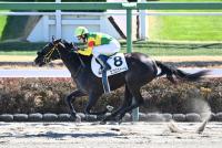 エコロストーム