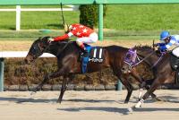 ルージュアベリア