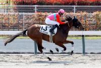 キタノサリスカ