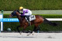 シャープインサイト