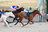 コーラルクラウン