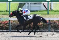 ラベンダーヘイズ