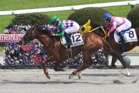 ヒラボクカレラ