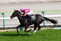 アサクサグレース