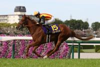 <strong>スターアニス</strong>