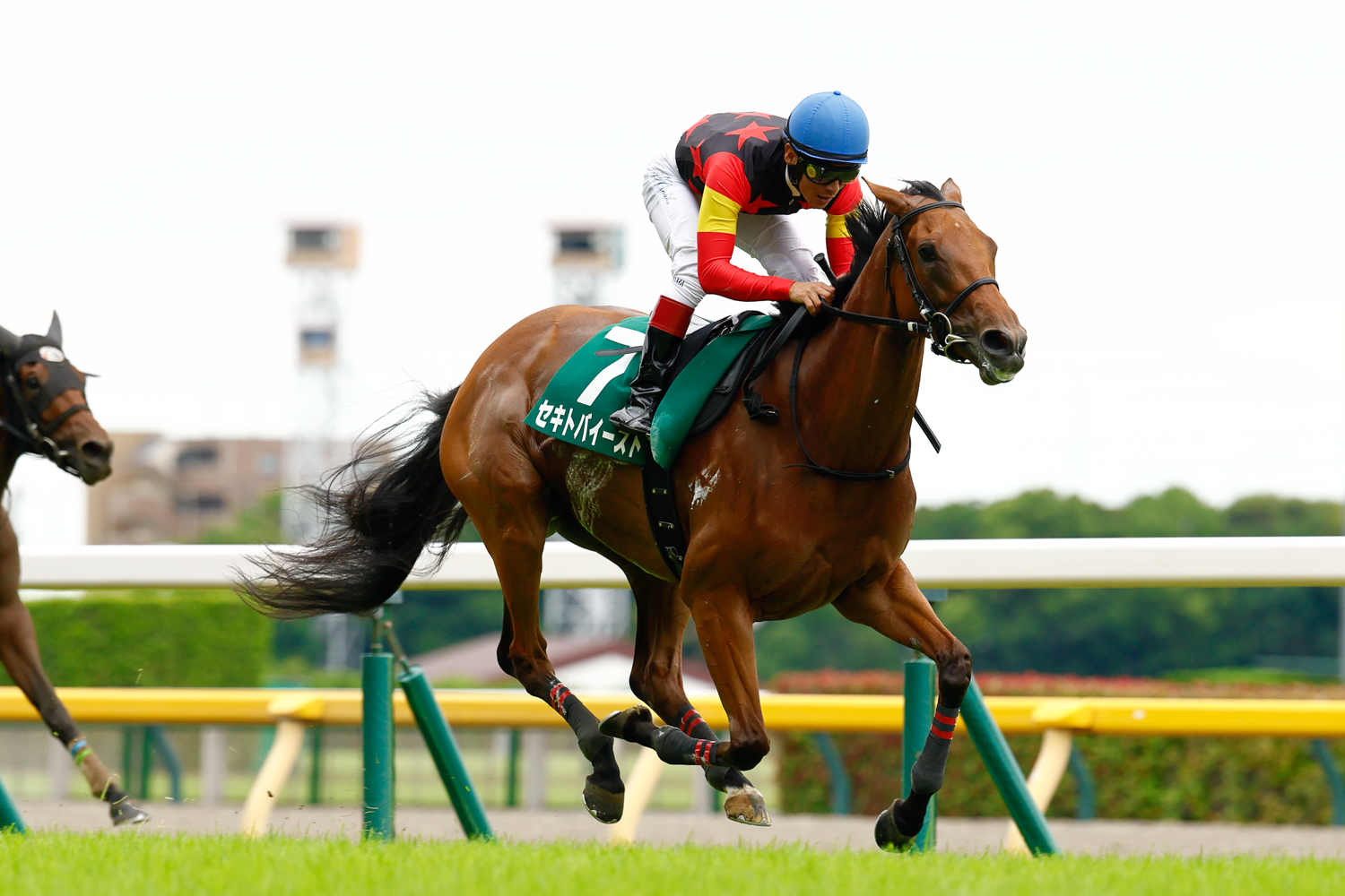 1000ｍ通過58秒９のペースで後続を引き離し、ウイントワイライトに３馬身差を付けて逃げ切ったセキトバイースト