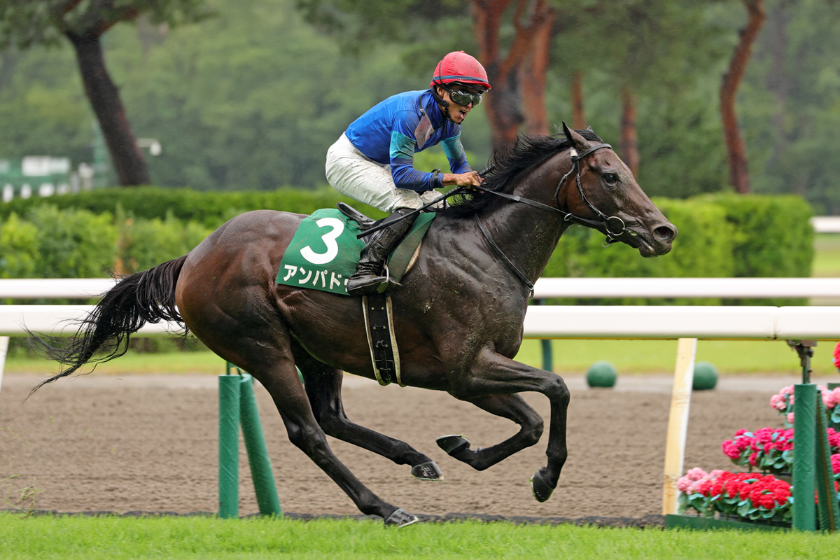 後方３番手の内から鋭く抜け出したアンパドゥ。クランフォードに５馬身差を付け１番人気に応えた